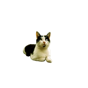 A Black And White Cat Relaxing At A Bus Stop In Baku, Azerbaijan. Urban Setting. 13064 - Cat PNG image with transparent background
